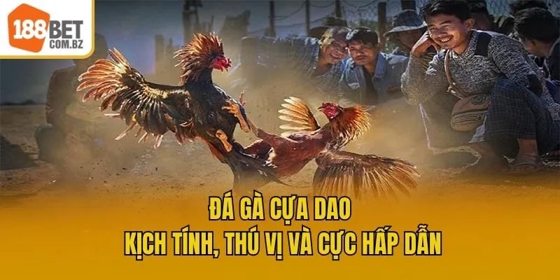 Đá Gà Cựa Dao Kịch Tính, Thú Vị Và Cực Hấp Dẫn