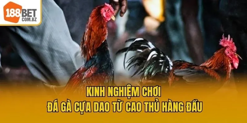 Kinh nghiệm chơi đá gà cựa dao từ cao thủ hàng đầu
