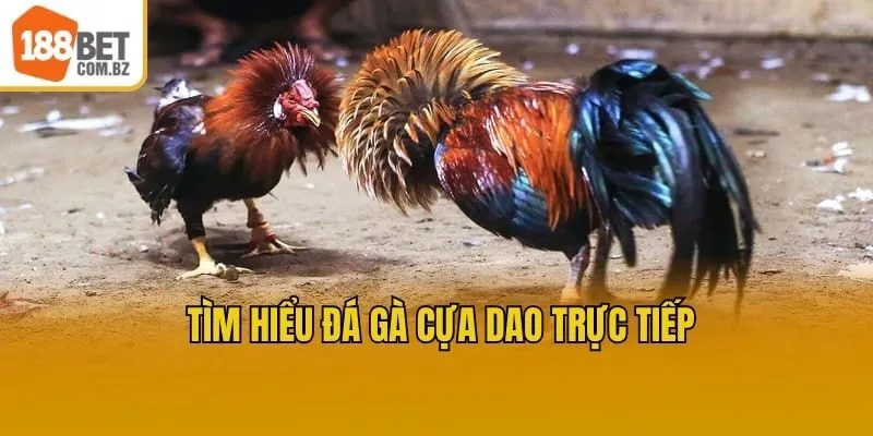 Tìm hiểu đá gà cựa dao trực tiếp