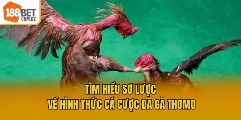 Tìm hiểu sơ lược về hình thức cá cược đá gà Thomo