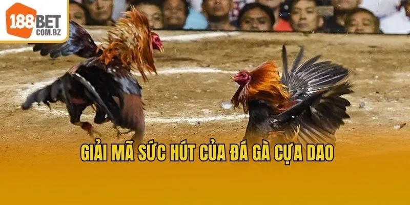 Giải mã sức hút của đá gà cựa dao