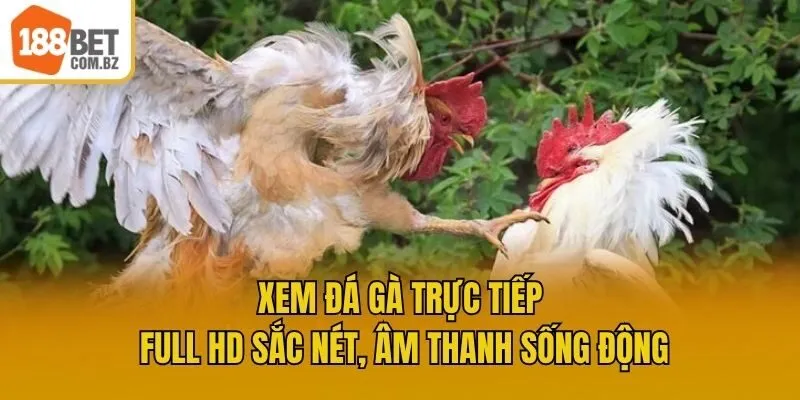 Xem đá gà trực tiếp full HD sắc nét, âm thanh sống động